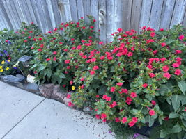 There are so many beautiful perennials all around the property!!