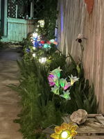 Backyard at night