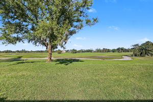 Backyard2