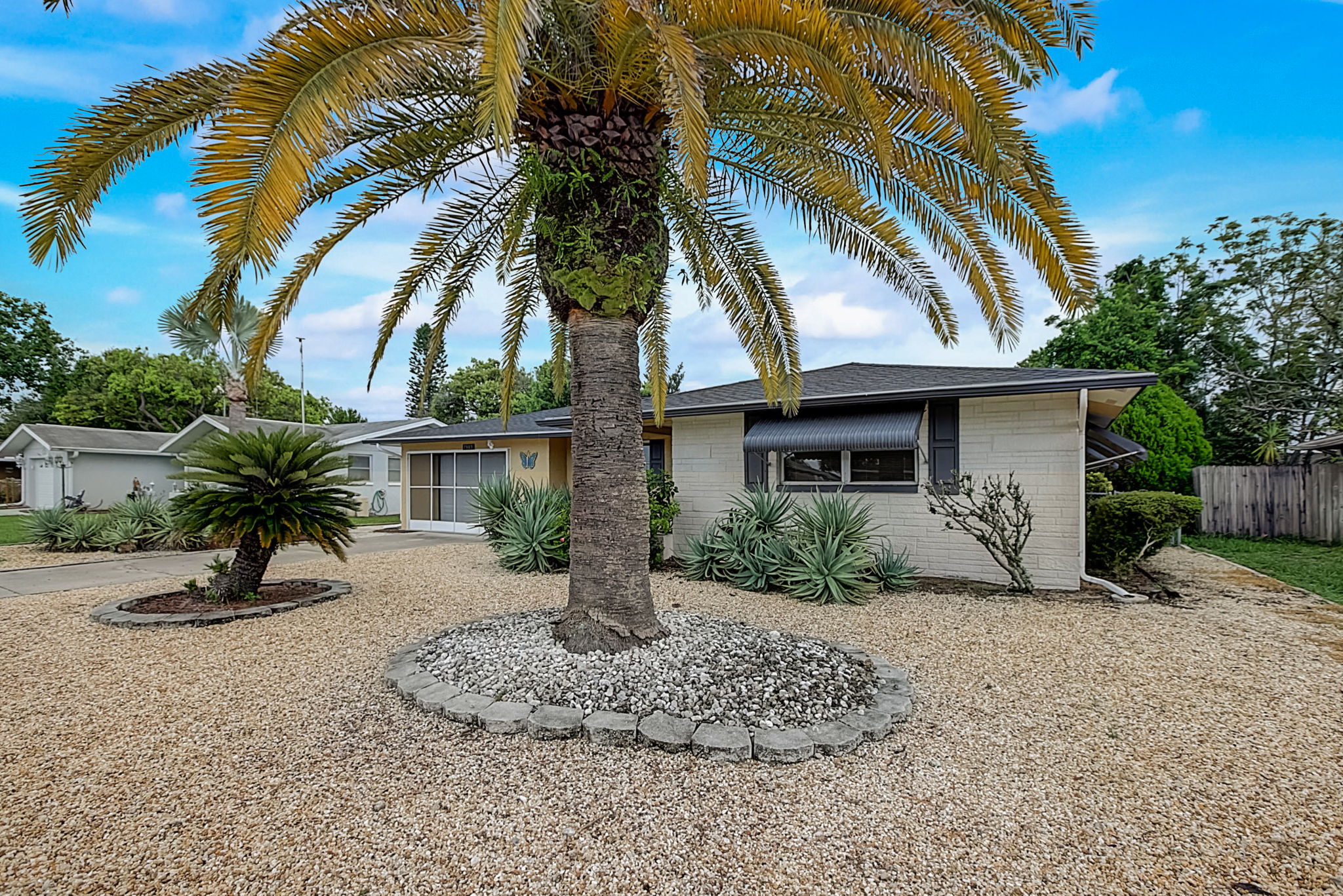 Mimosa Dr-004