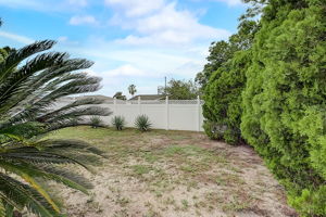 Mimosa Dr-034