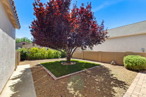 Backyard (3)