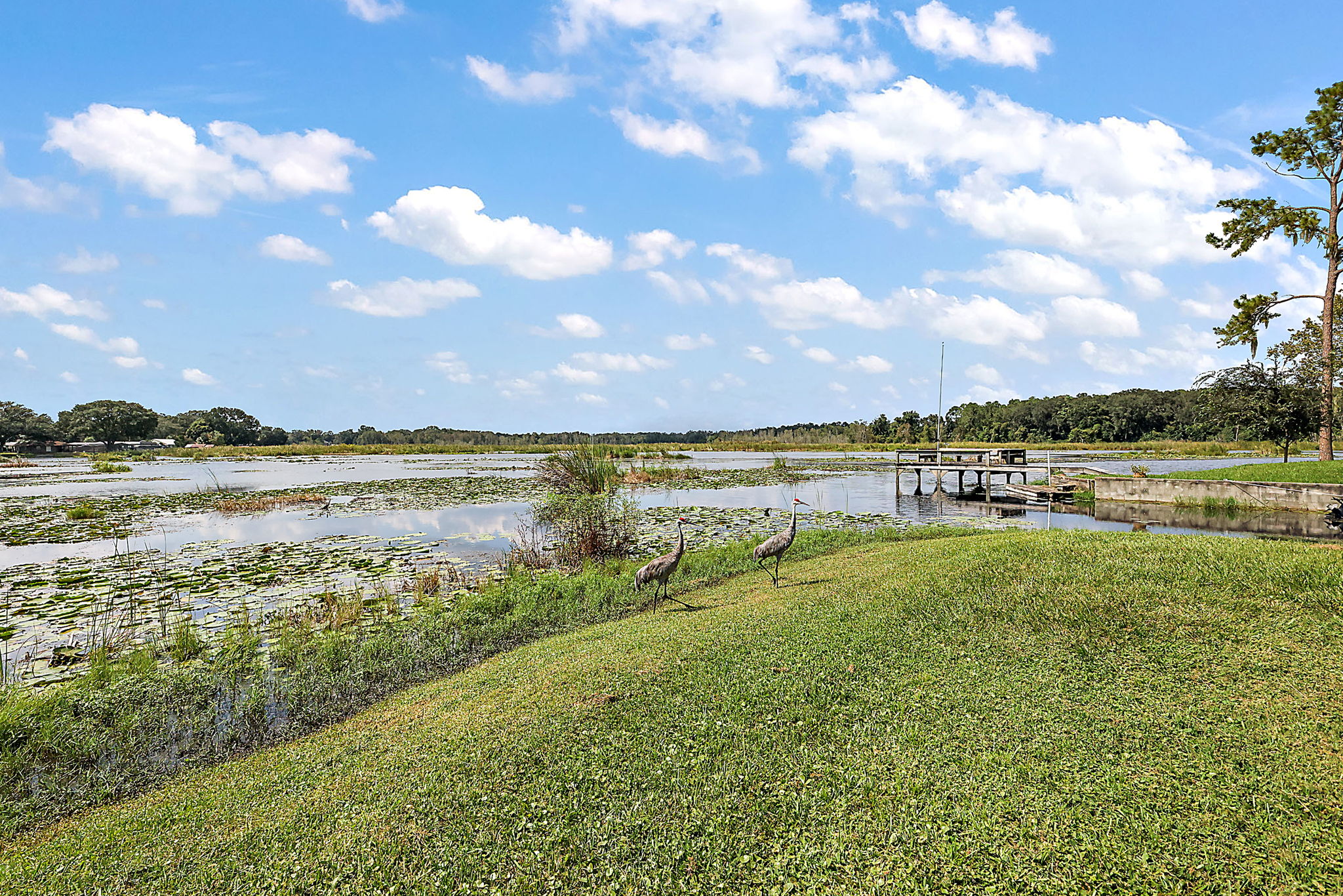 Bird Island - Lake Weir