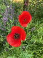 Photo 44