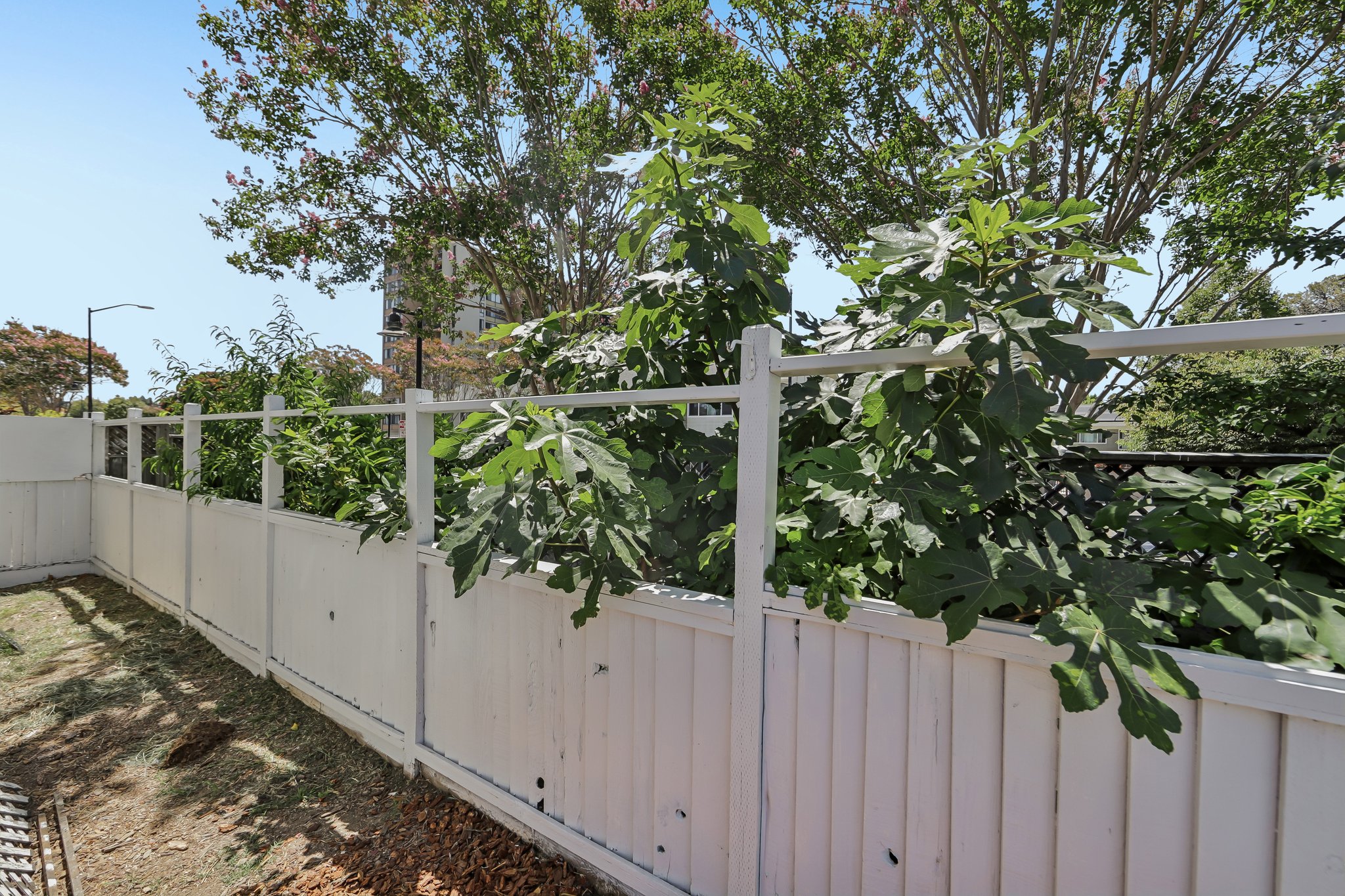 Myrtle St-S2807-033.jpg