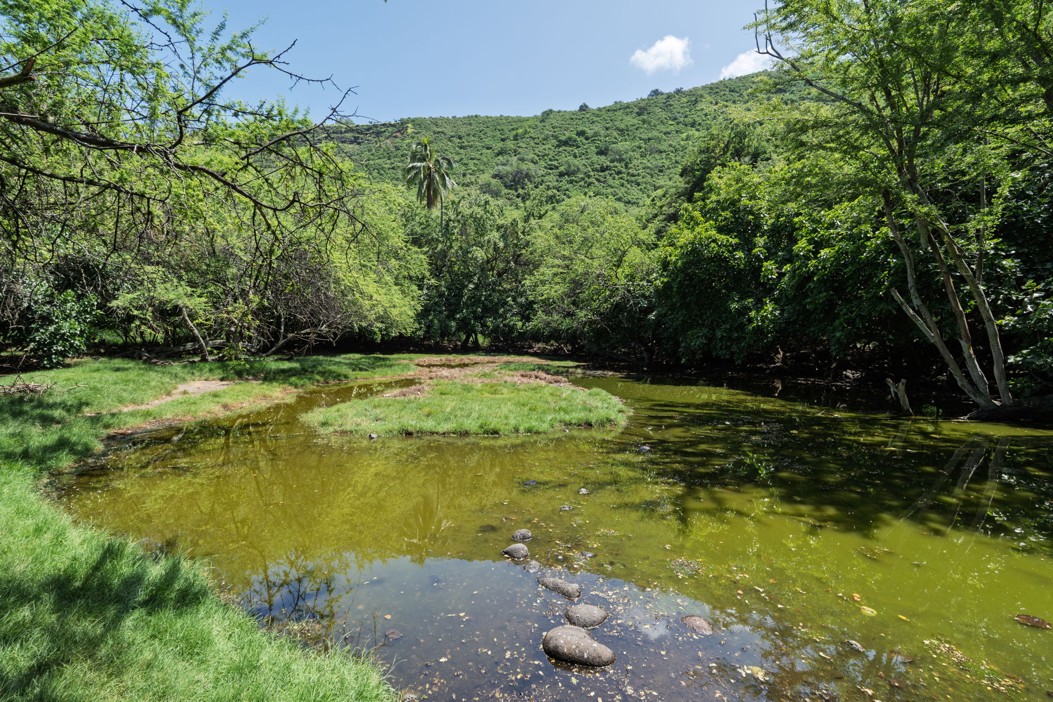 Kealakekua Bay 5