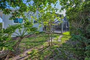 Backyard3