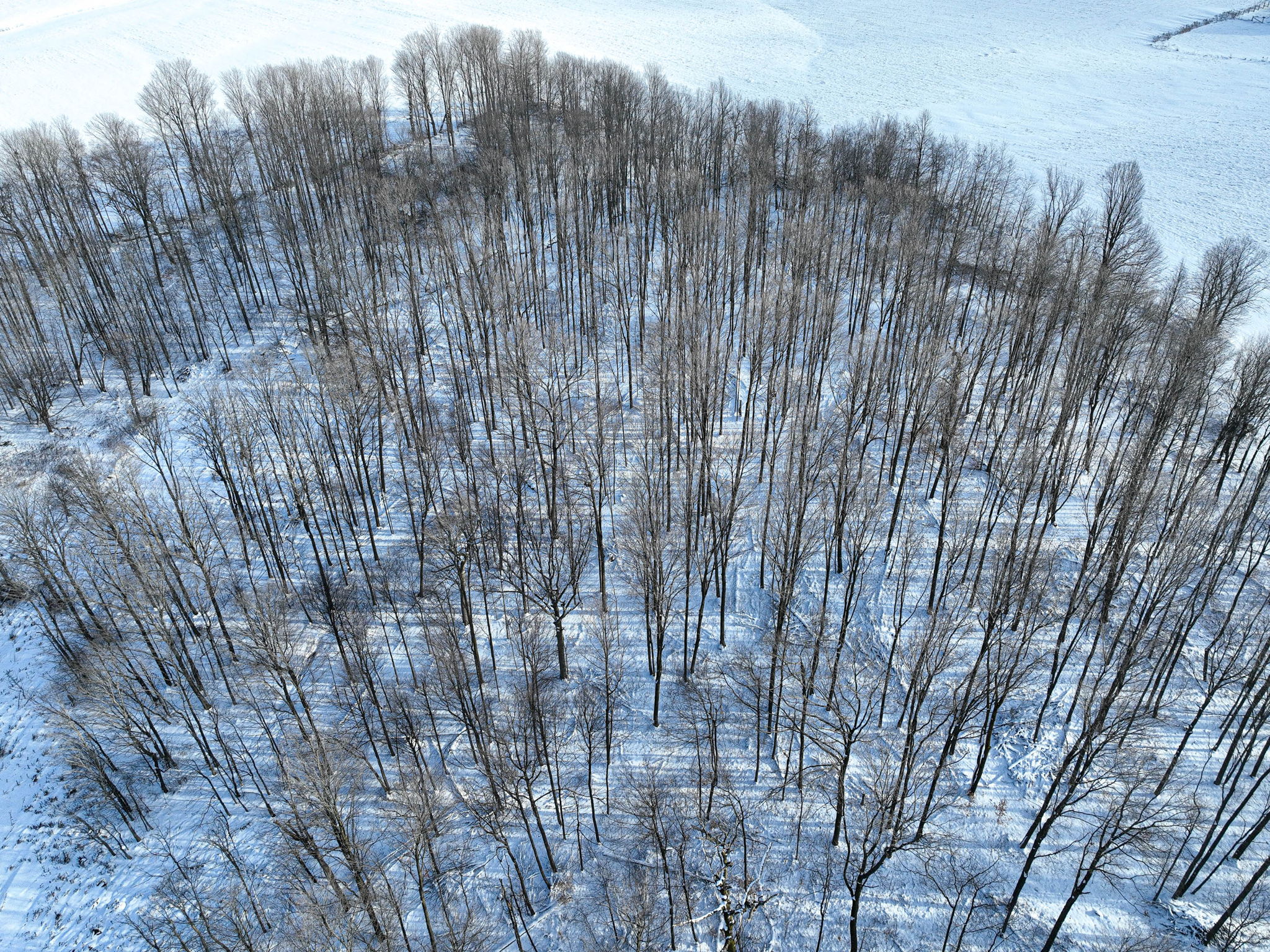  Photo 28