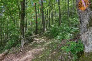 Hawk Nest Rd-1306-043.jpg