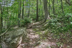 Hawk Nest Rd-1306-044.jpg