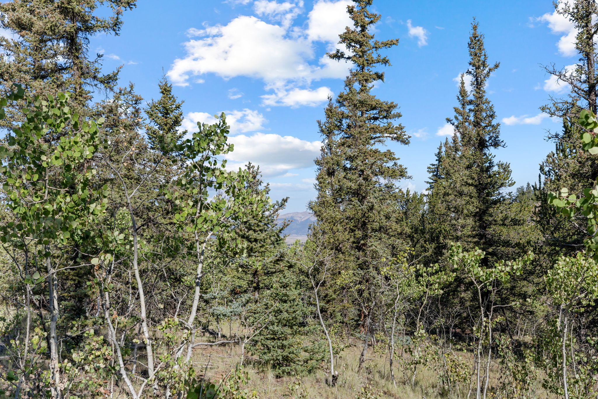  Photo 49