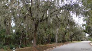 Tree lined streets