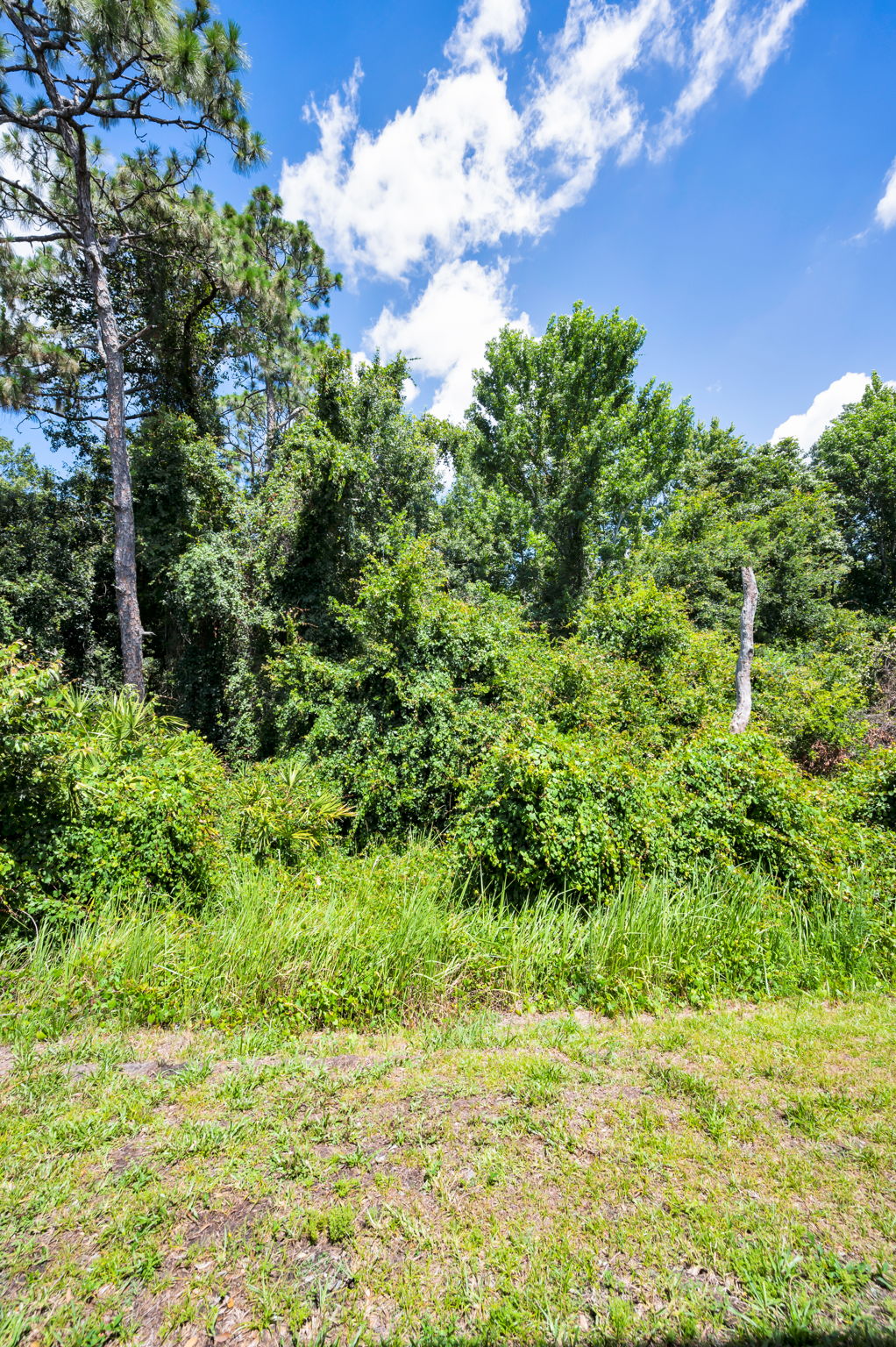Backyard3