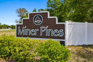 Miner Pines