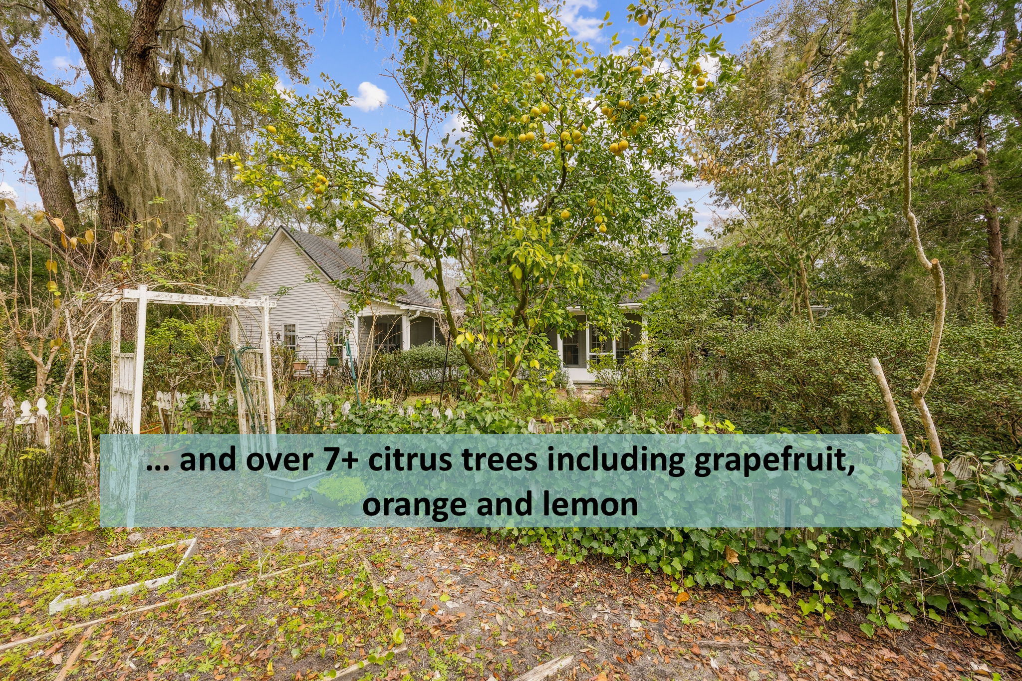 ... not only azalea, but prolific citrus trees also grace the property