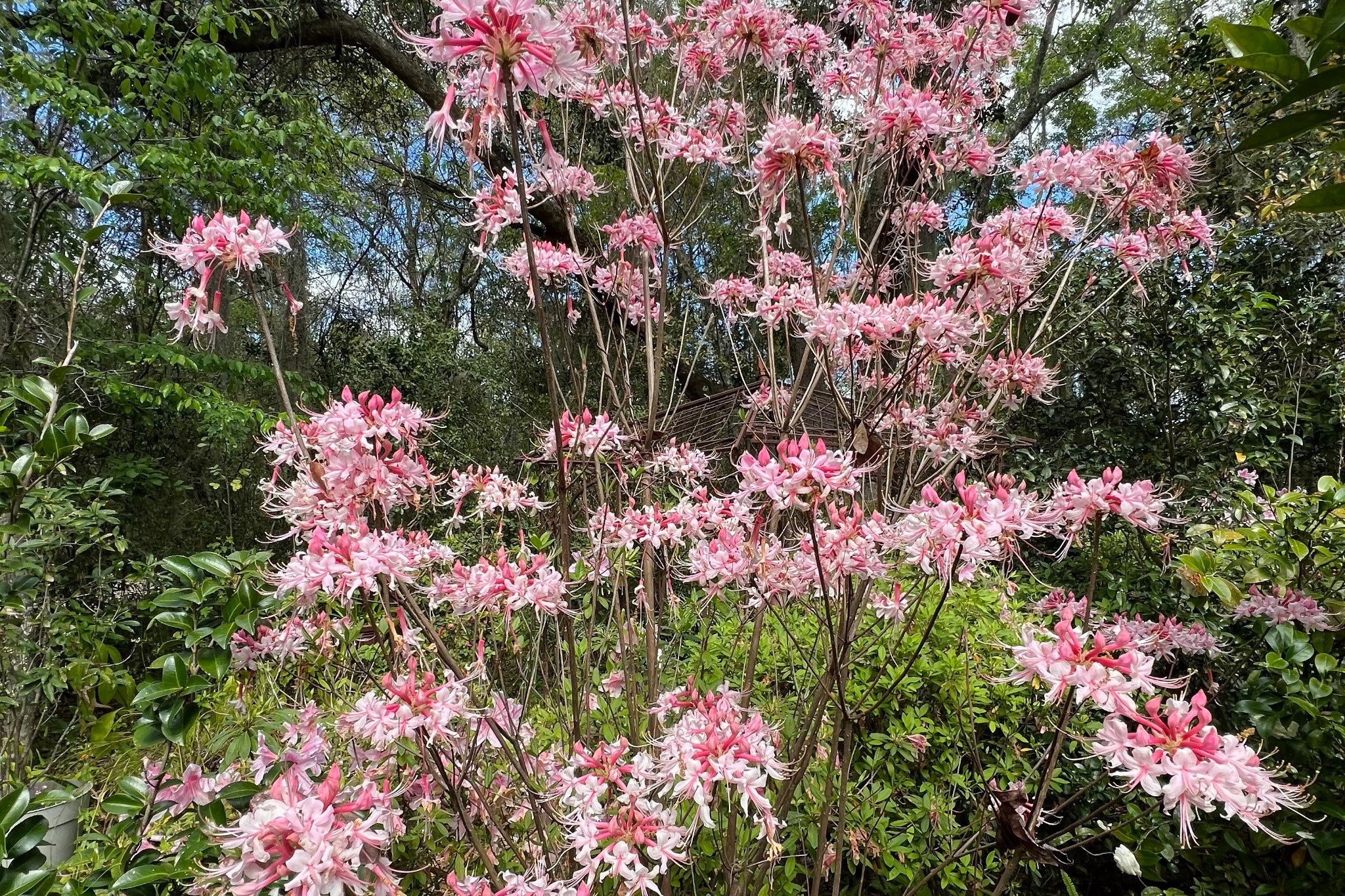 ... that deliver color and texture throughout the seasons.