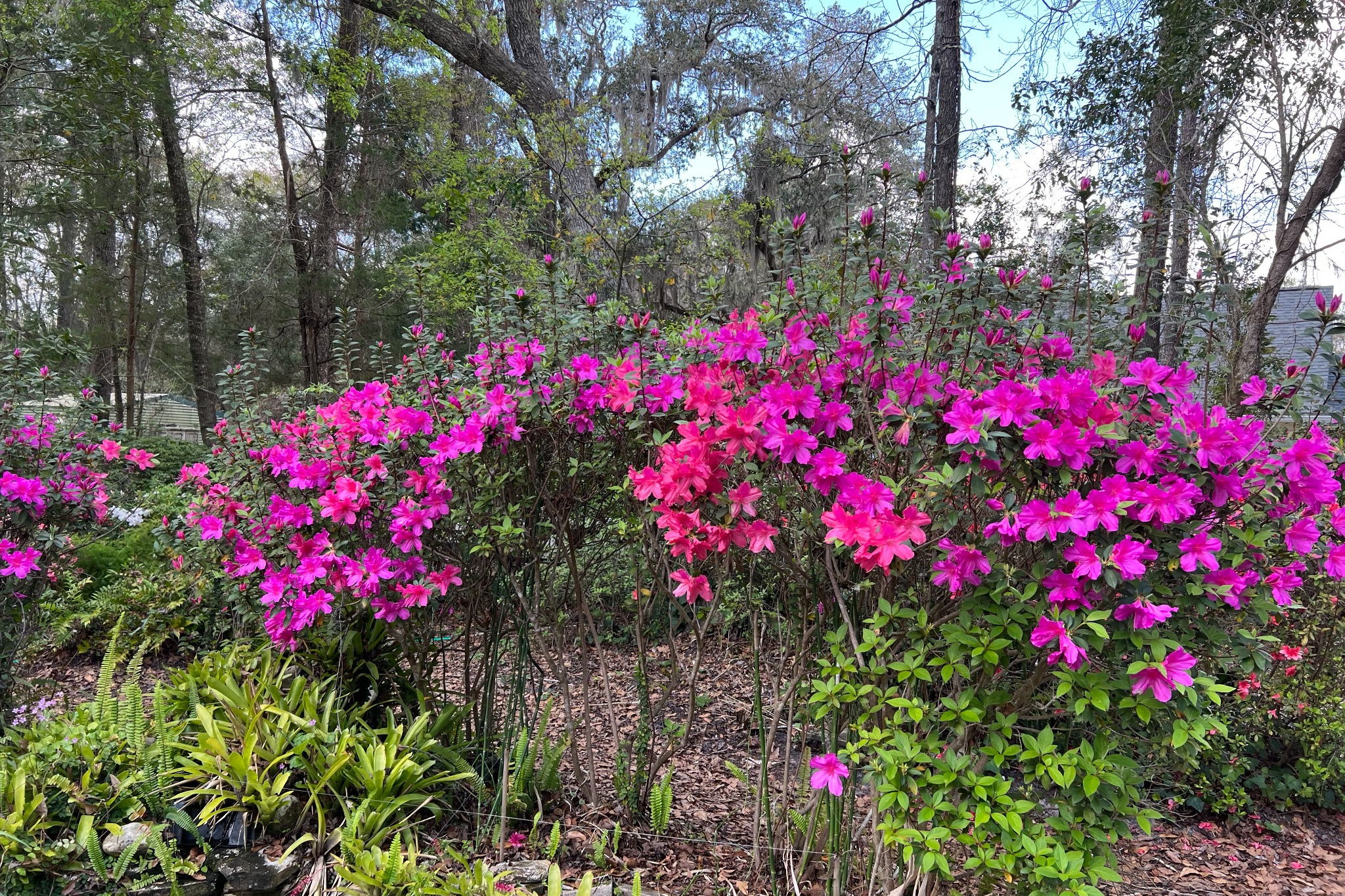 ... beneath the canopy of stately, Spanish moss–draped oaks that frame the views beyond.