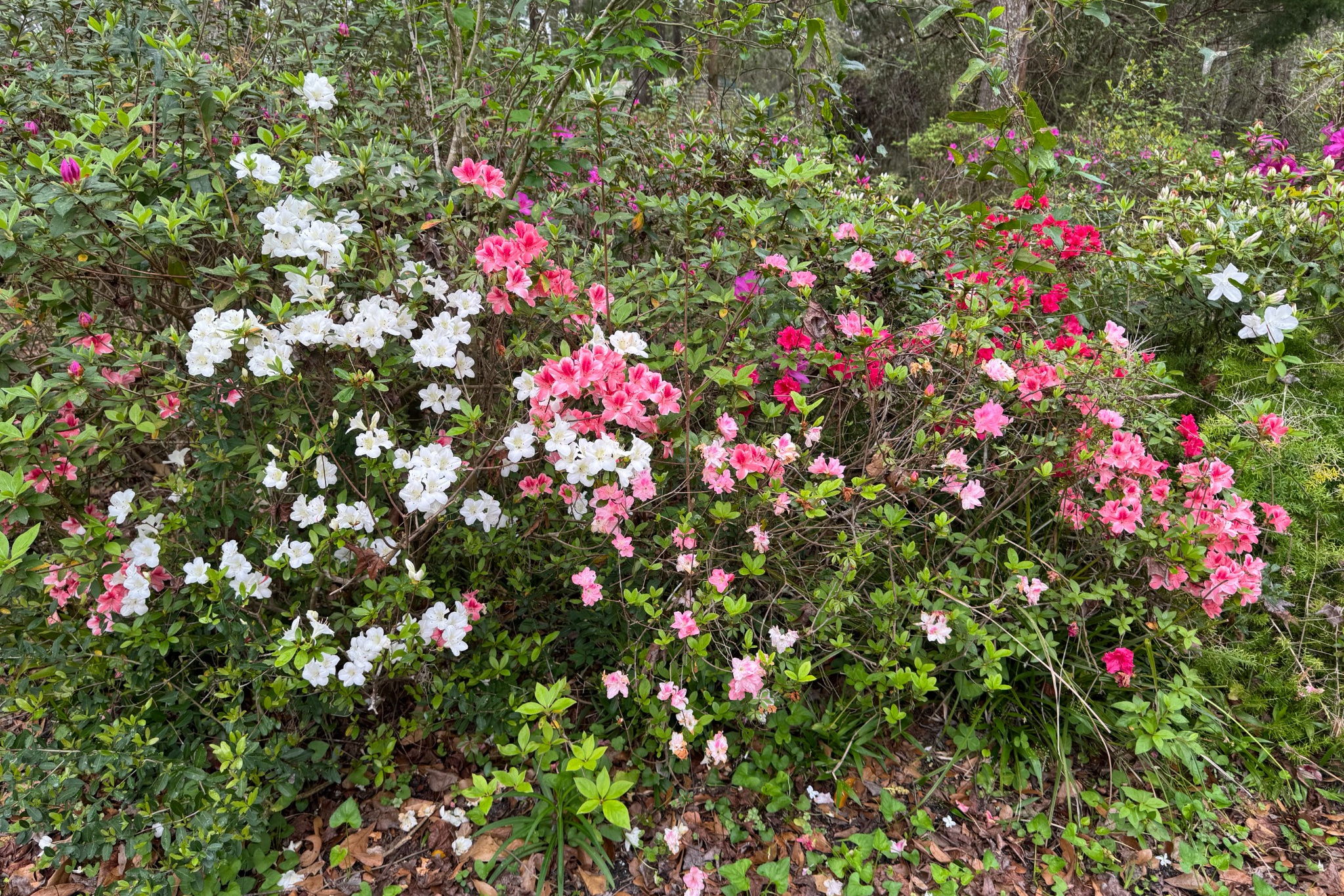 Thoughtfully cultivated over time, the grounds attract songbirds and butterflies ...