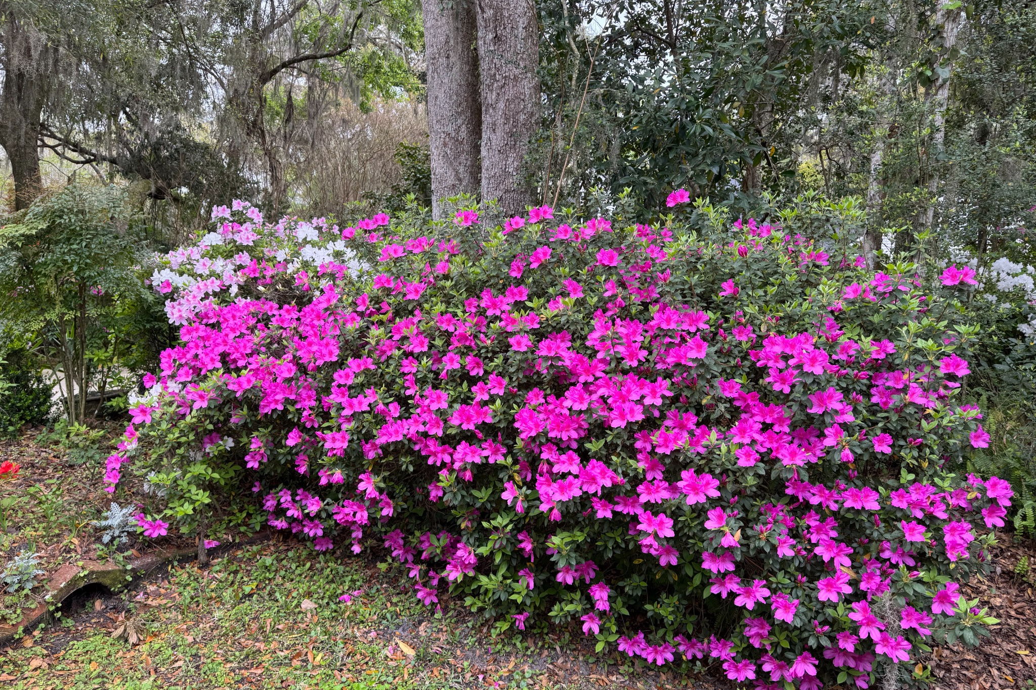 This is the kind of garden that takes decades, and significant investment, to establish ...