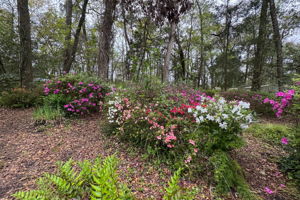 Mature azaleas, camellias, and flowering bushes create sweeping displays ...