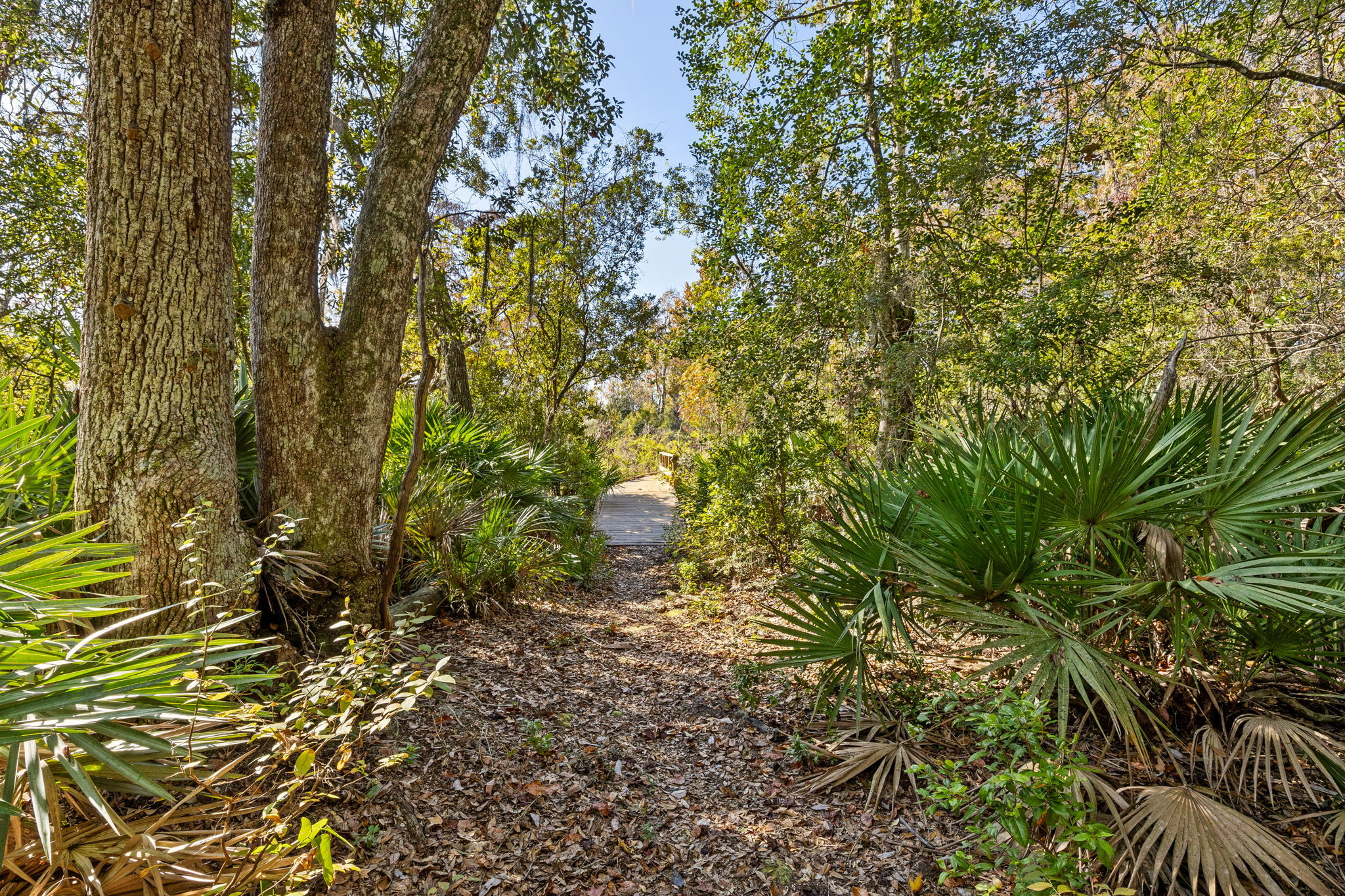 ... crossing through maritime forest ...