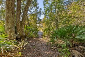 ... crossing through maritime forest ...