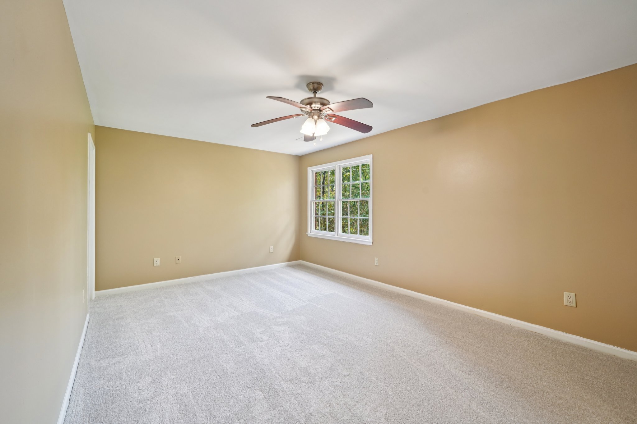 Tulip Poplar Dr-S1709-031.jpg