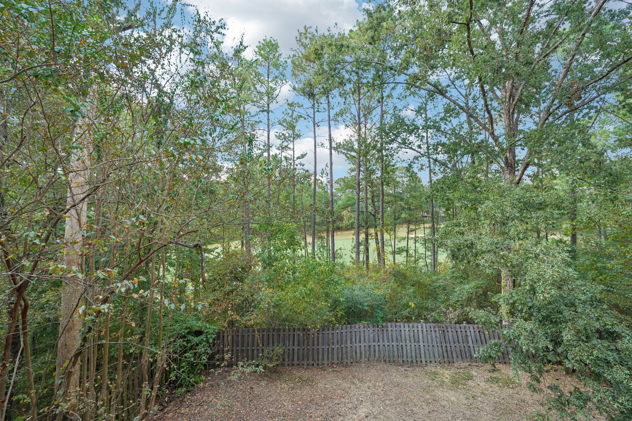 Tulip Poplar Dr-S1709-049.jpg