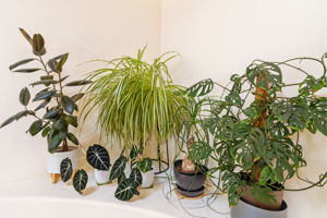  Photo 47