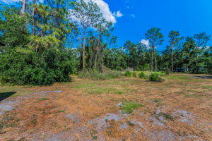 Backyard1