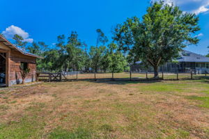 Backyard4
