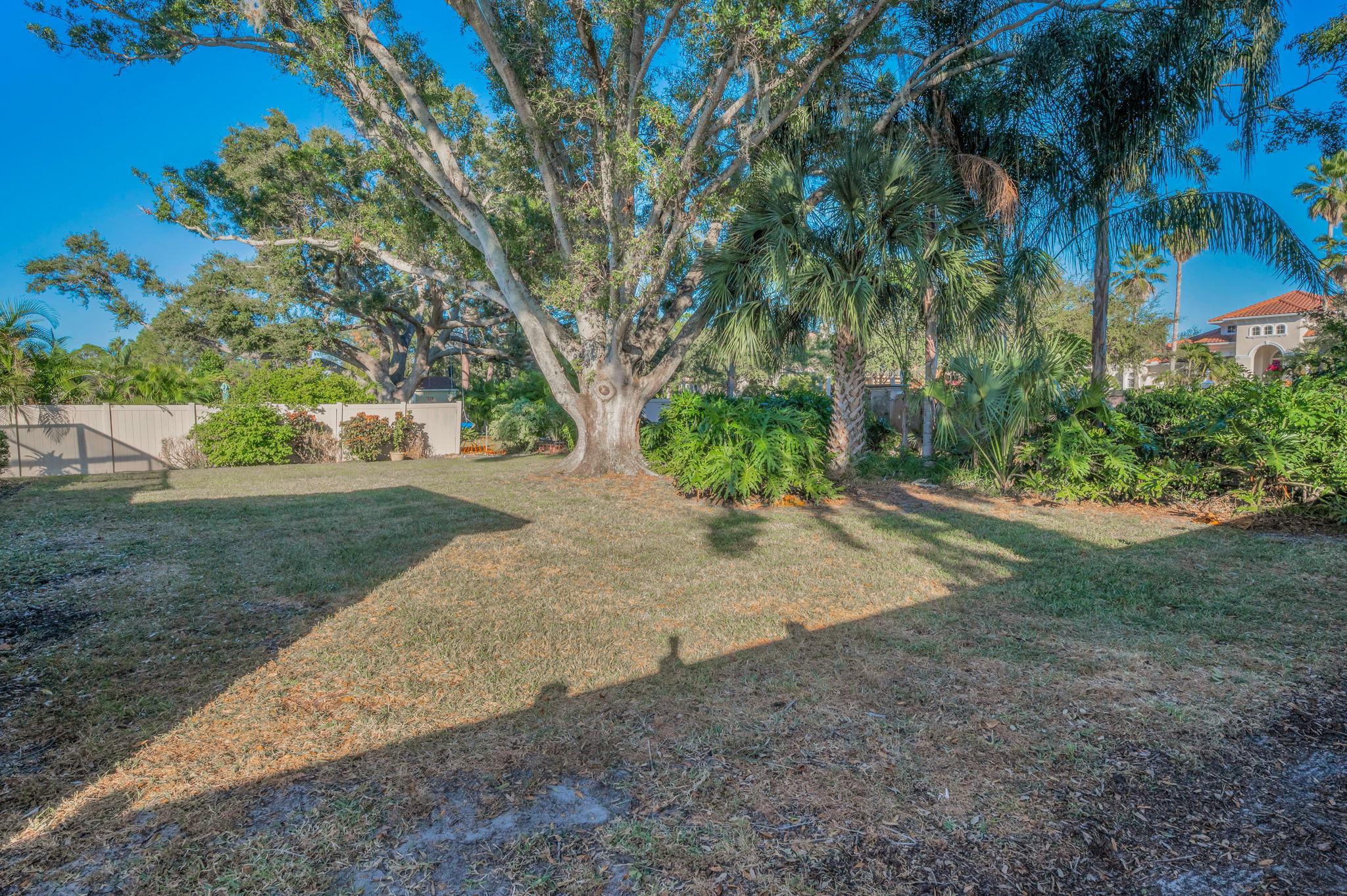 Backyard1
