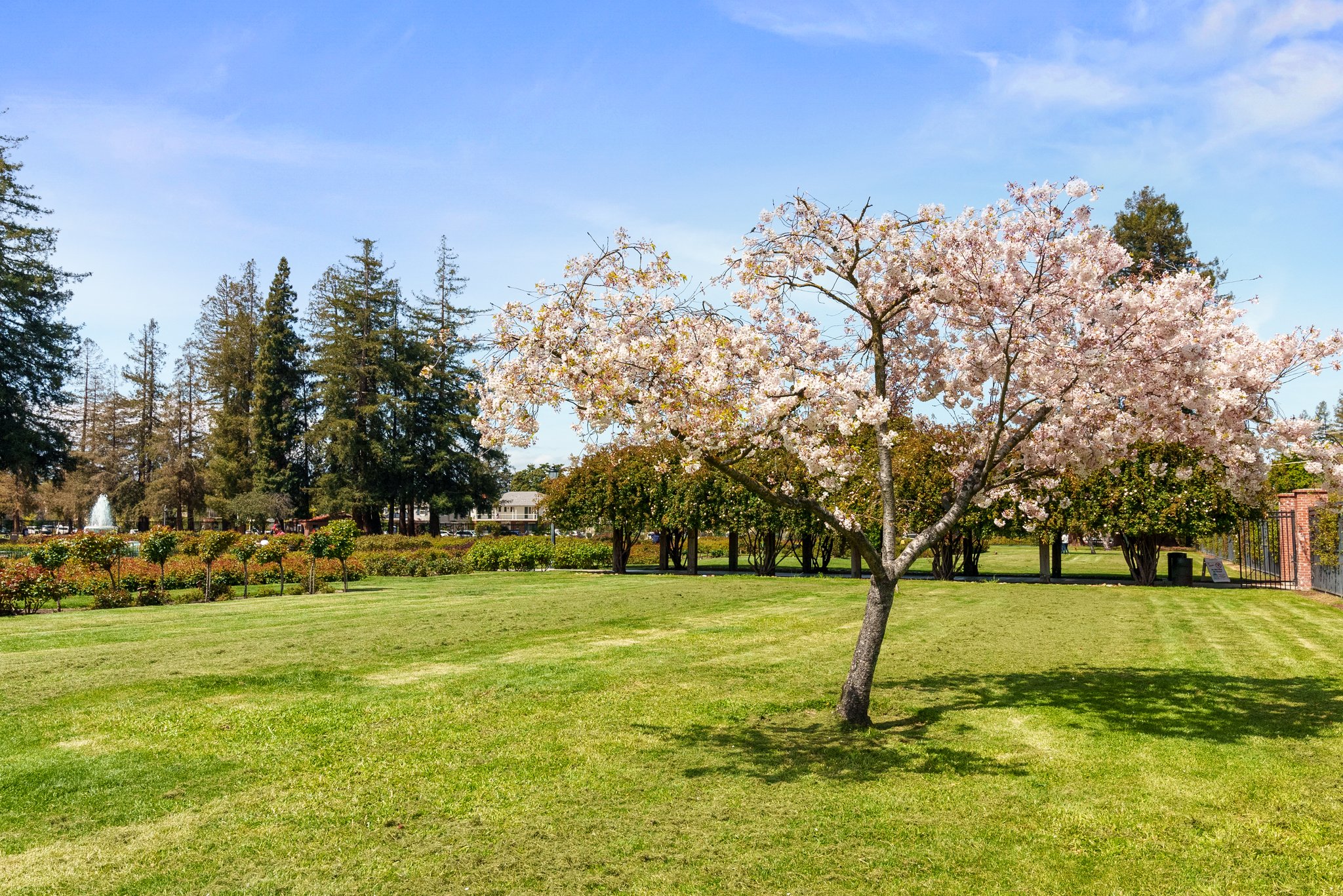 Rose Garden