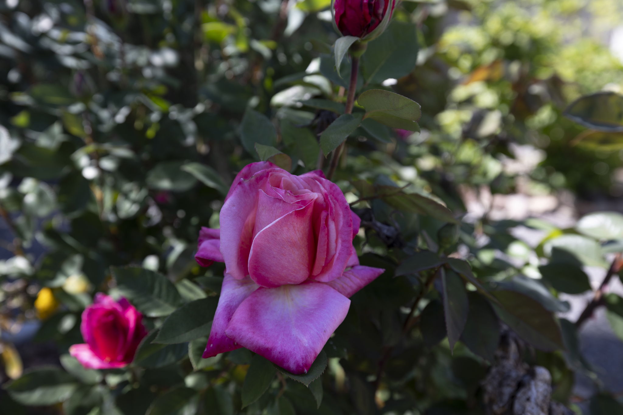  Photo 44