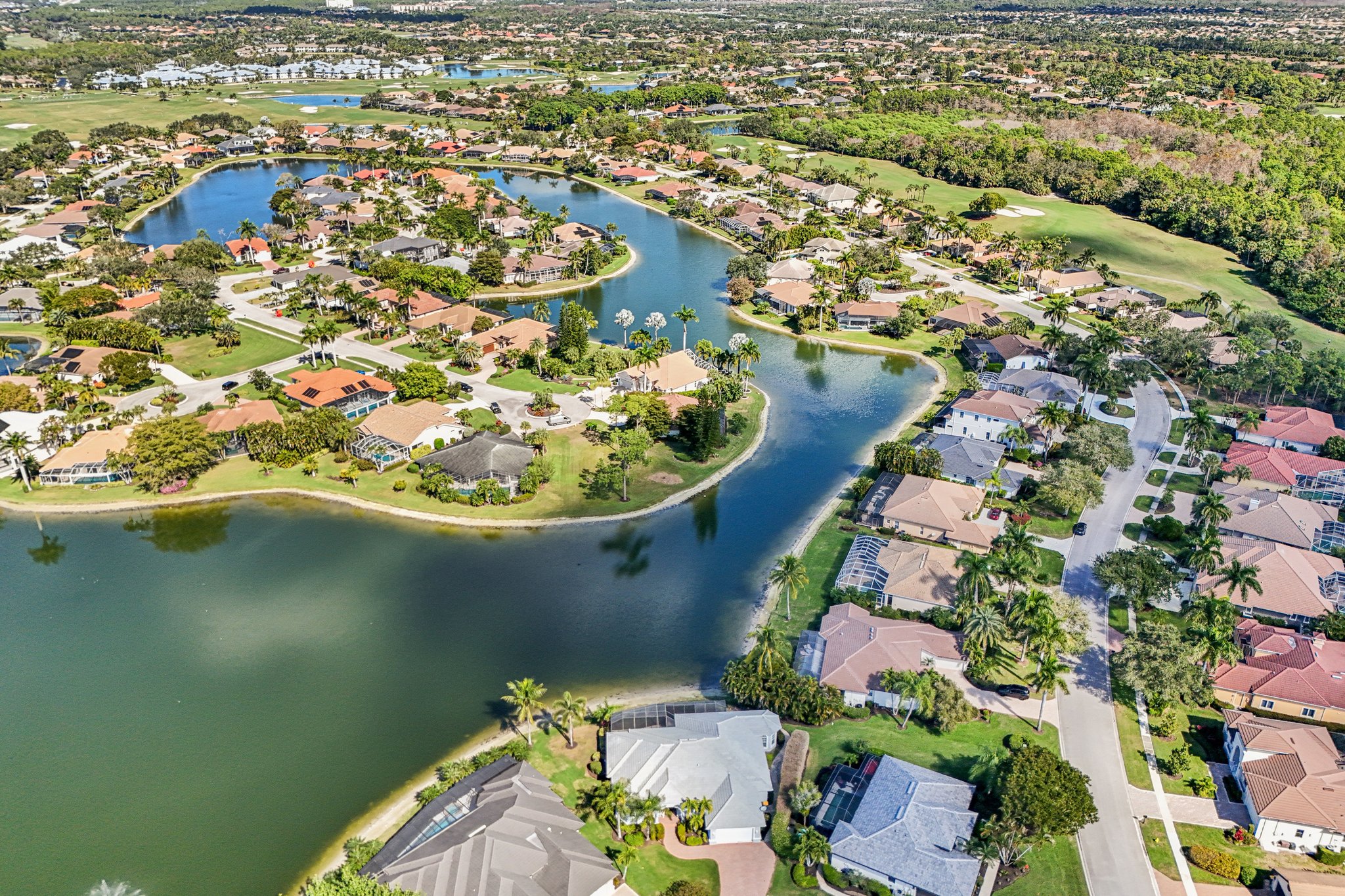 Star Tulip Ct-S2401-055.jpg