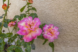  Photo 36