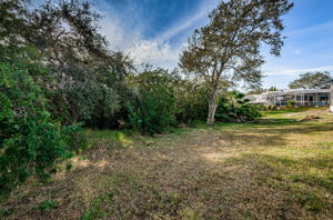 Backyard1