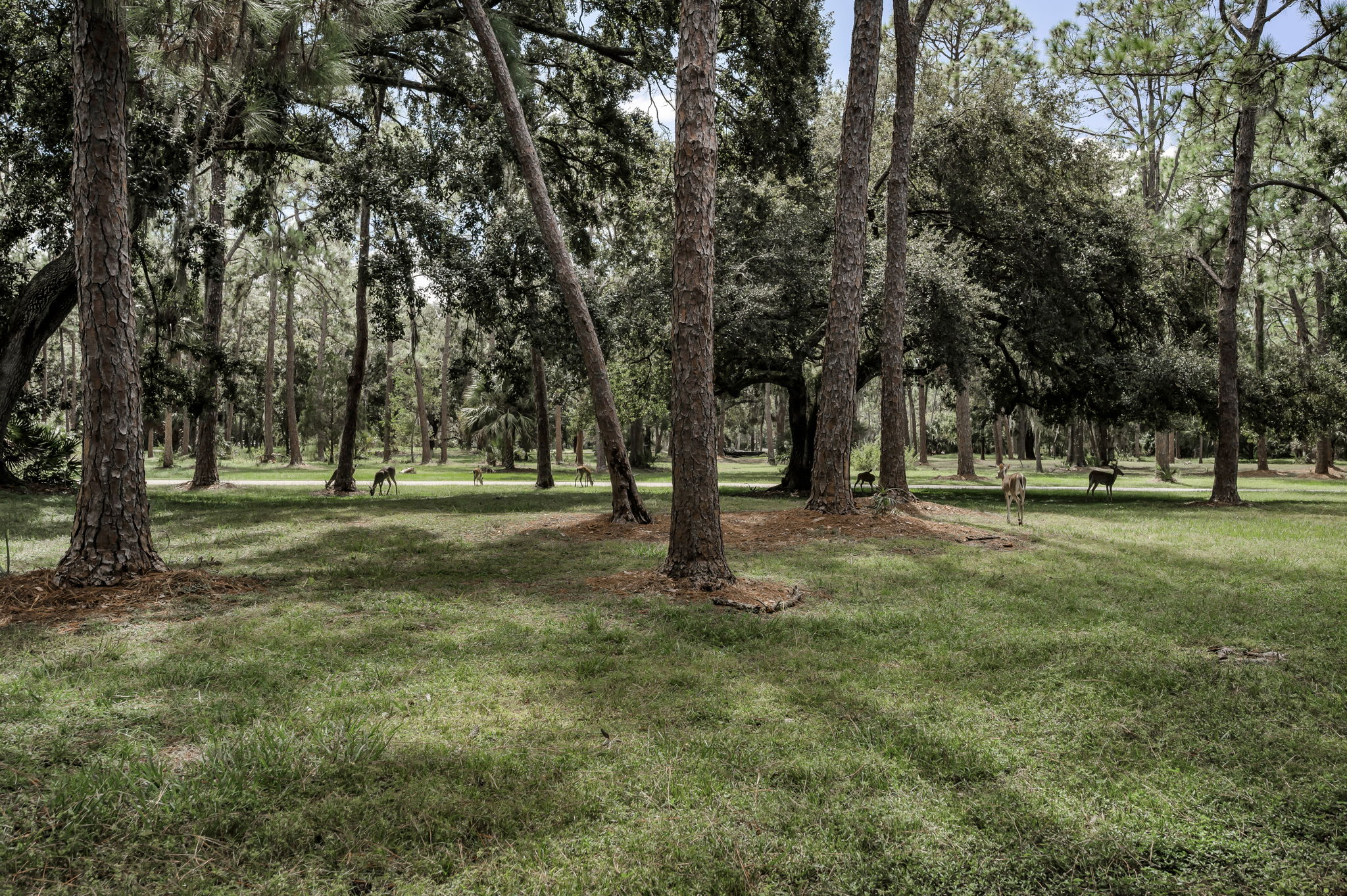 John Chestnut Sr Park4