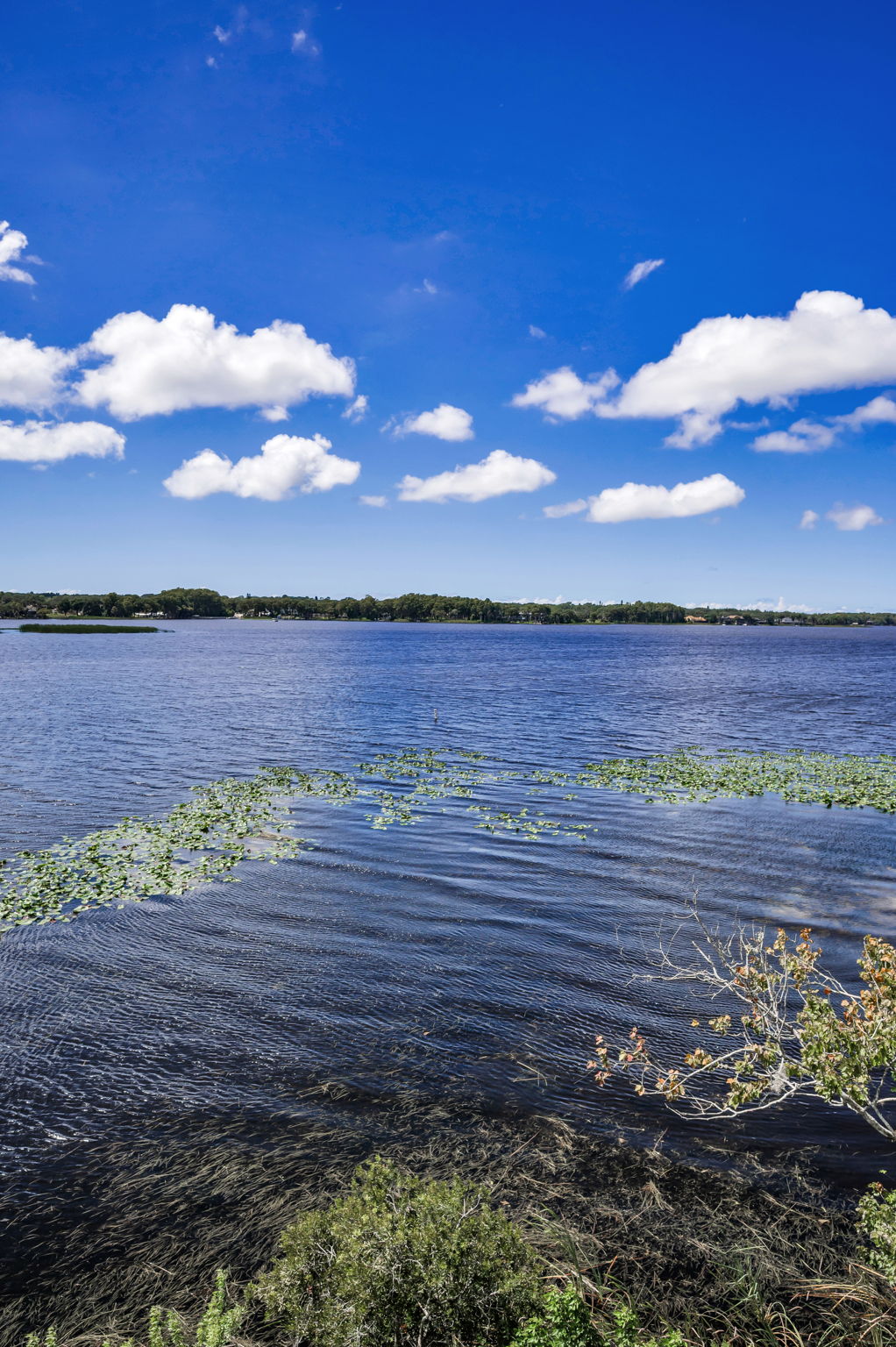 John Chestnut Sr Park29