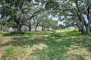 Backyard1