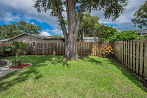 Backyard6