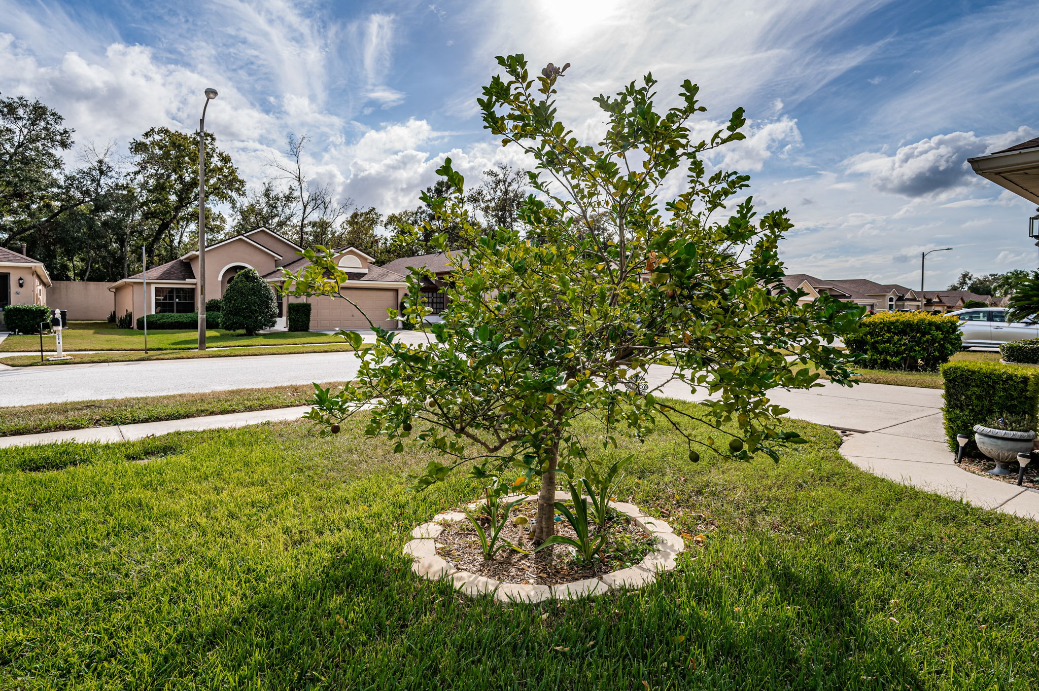 Frontyard