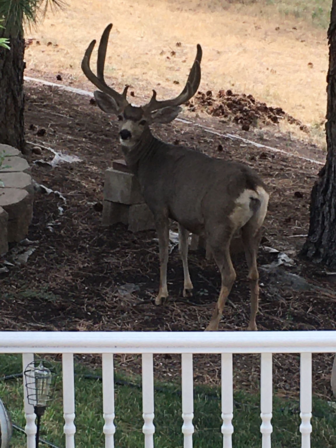 One of many furry friends that likes to visit.