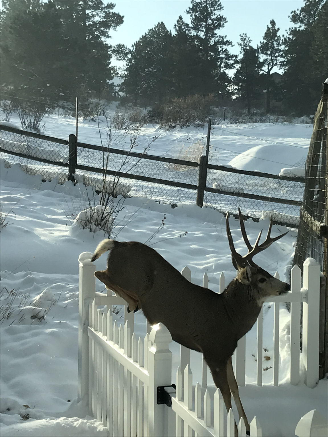One of many furry friends that likes to visit.