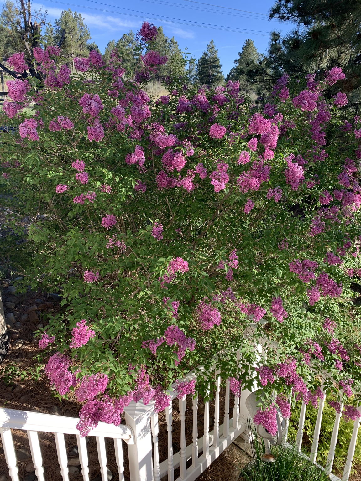 Sneak peak of spring time foliage.