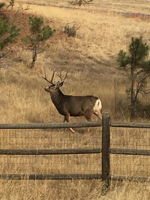 One of many furry friends that likes to visit.