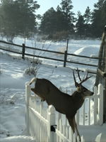 One of many furry friends that likes to visit.