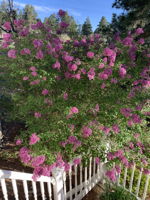 Sneak peak of spring time foliage.