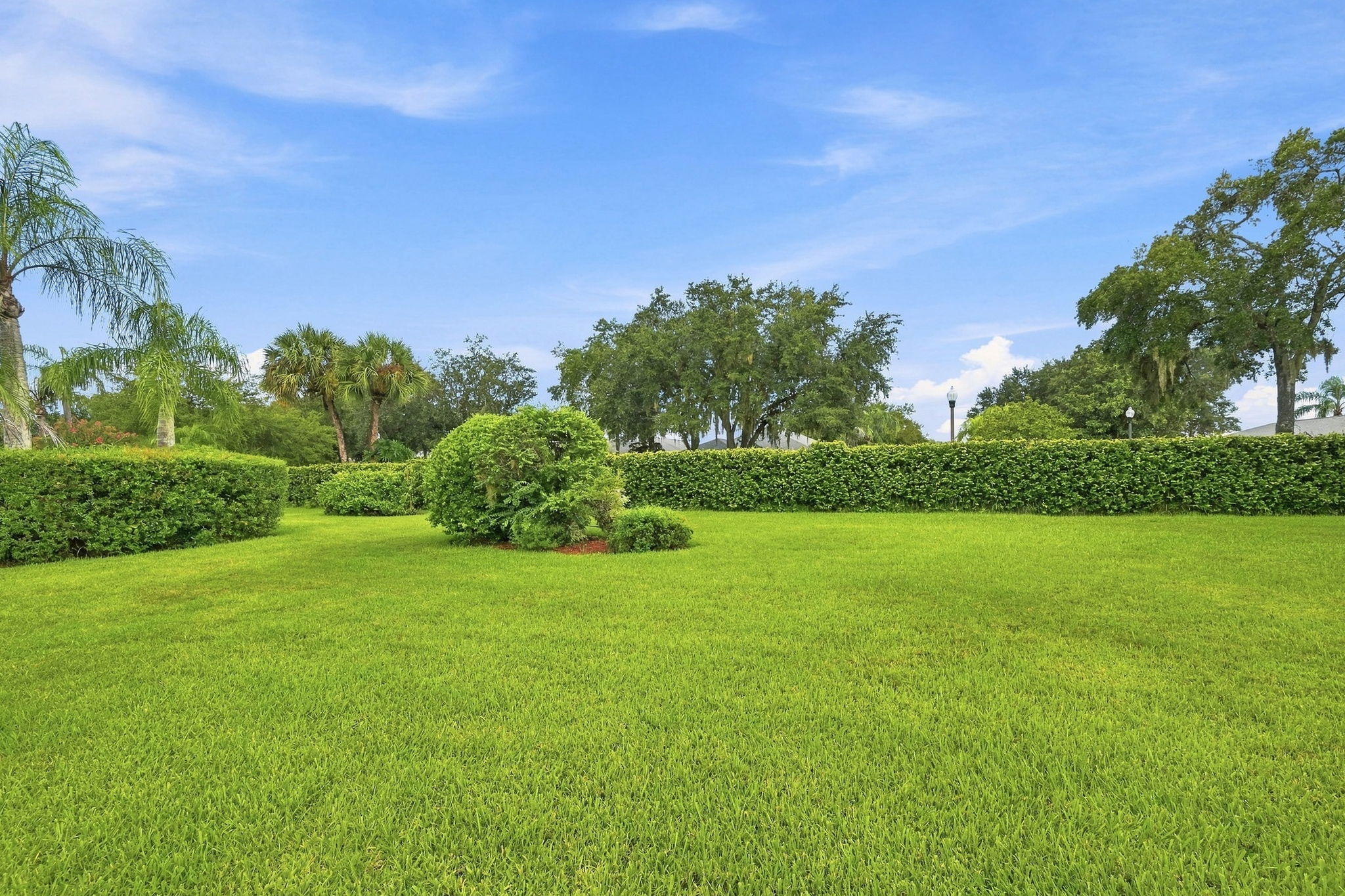 Backyard2