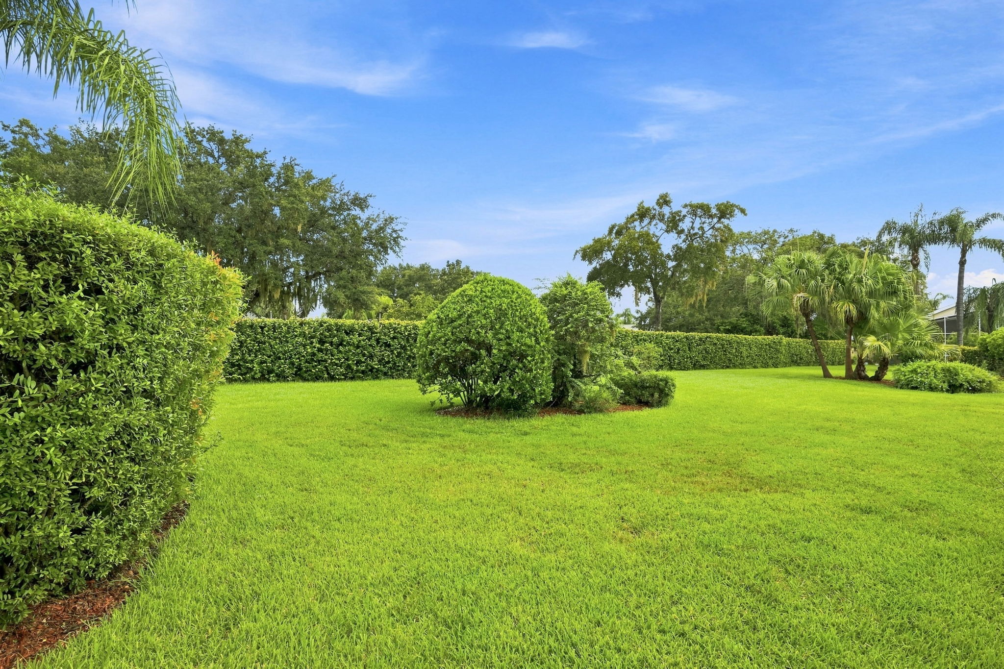 Backyard6